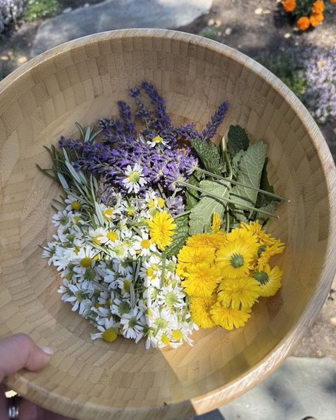 A woven basket filled with lavender, chamomile and calendula gathered from the garden.