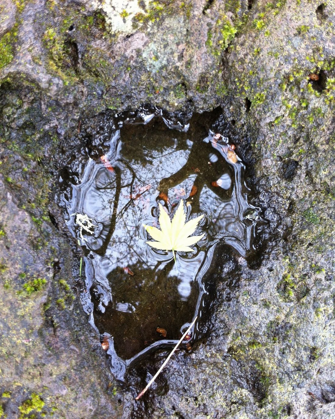 A heart-shaped hollow in mossy rock, filled with still rainwater, a single pale maple leaf floating at its centre.